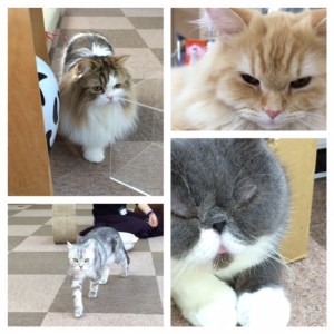 Our favourite was the little one in the top right with the stubby feet. 